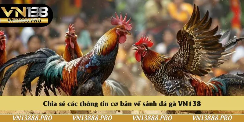 Chia sẻ các thông tin cơ bản về sảnh đá gà VN138