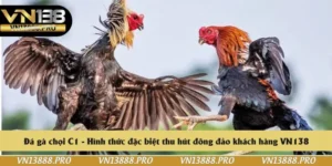 Đá gà chọi C1