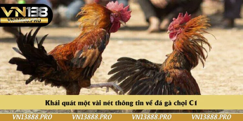 Khái quát một vài nét thông tin về đá gà chọi C1