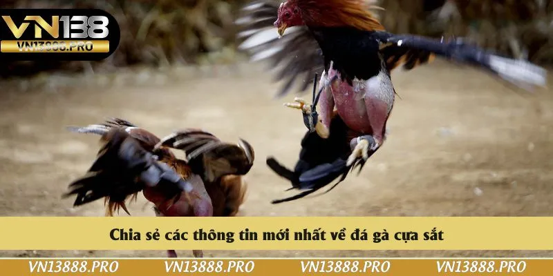 Chia sẻ các thông tin mới nhất về đá gà cựa sắt