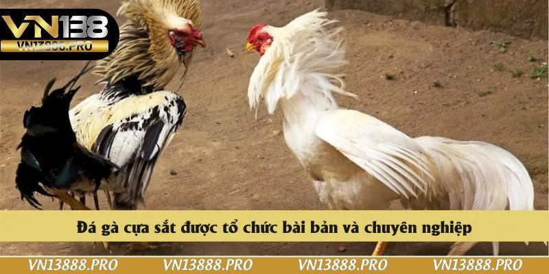 Đá gà cựa sắt được tổ chức bài bản và chuyên nghiệp