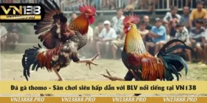 Đá gà thomo